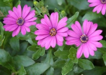 image of flower