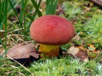 image of bolete