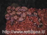 image of boa_constrictor