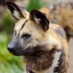 image of african_wild_dog #25