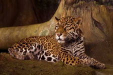image of jaguar_car