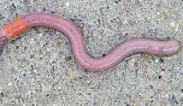 image of nematode