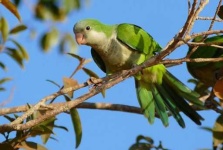 image of parakeet