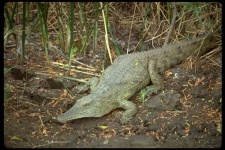 image of african_crocodile