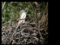 image of white_stork