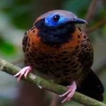 image of bird