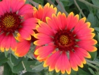 image of flower