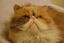image of animal