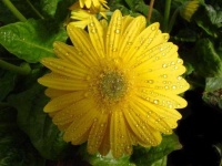 image of flower