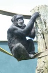 image of chimpanzee
