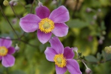 image of flower