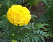 image of flower