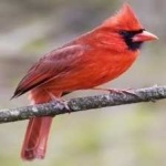image of bird