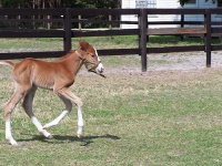 image of sorrel