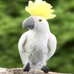 image of bird