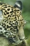 image of jaguar_car