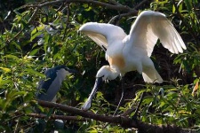 image of spoonbill