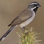 image of bird