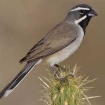 image of black_throated_sparrow #5