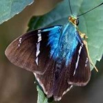 image of animal