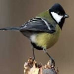 image of bird
