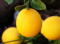 image of lemon #7