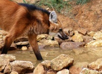 image of red_wolf
