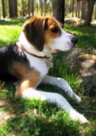 image of walker_hound
