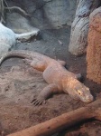 image of komodo_dragon