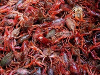 image of crayfish