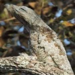 image of bird