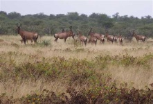 image of hartebeest