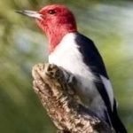 image of red_headed_woodpecker #8