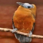 image of bird