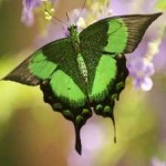 image of banded_butterfly #83