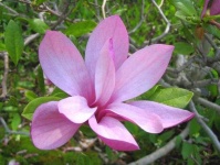 image of flower