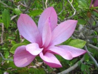 image of magnolia #18