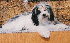 image of tibetan_terrier #0