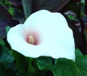 image of giant_white_arum_lily #4