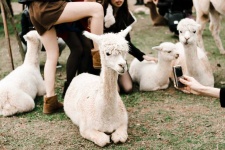 image of alpaca #27