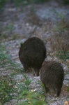 image of wombat