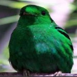 image of bird