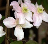 image of clematis #4