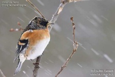 image of brambling
