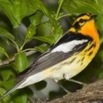 image of bird