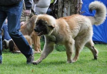 image of leonberg
