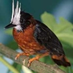 image of bird