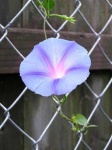 image of flower