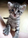image of egyptian_cat