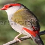 image of bird